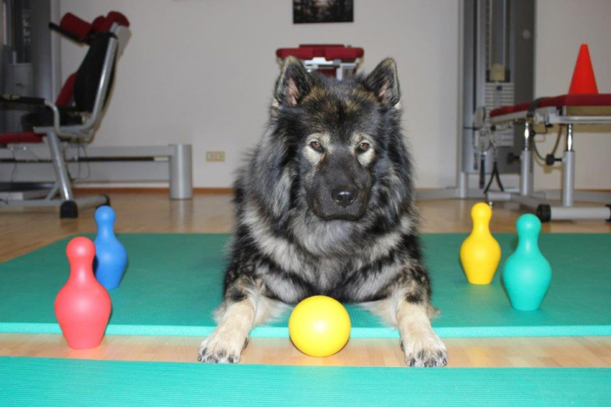 Therapiehund Amiro vom Feentau | Praxis Beatrice Peschel