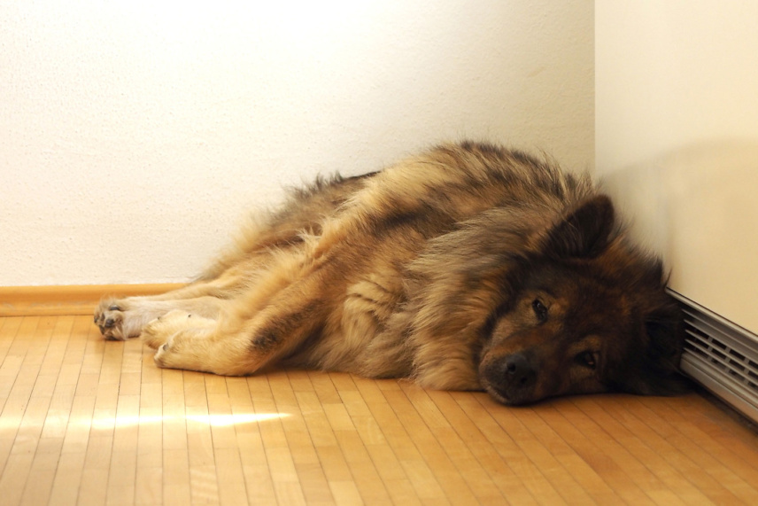 Therapiehund Badiaa vom Feentau in der Praxis Beatrice Peschel