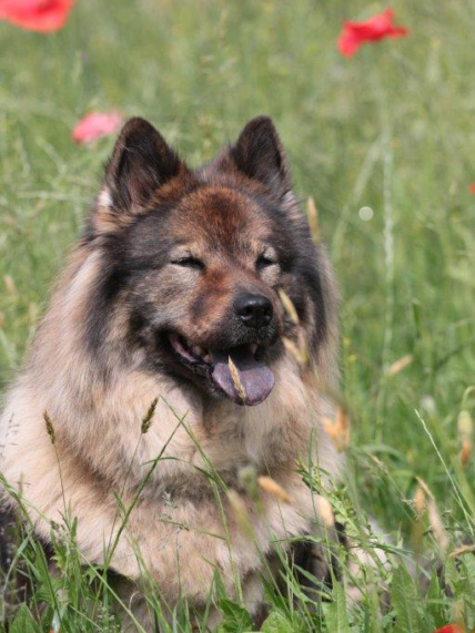 Therapiehund Badiaa | Praxis Beatrice Peschel Deggendorf
