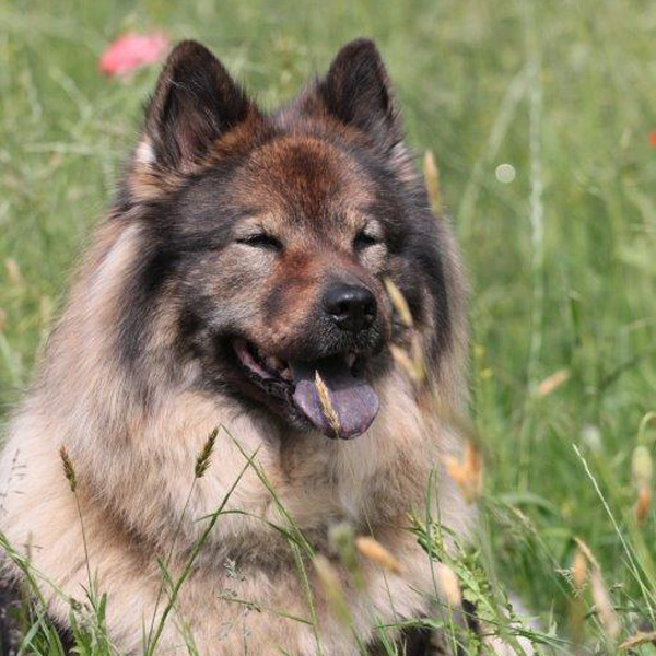 Therapiehund Badiaa vom Feentau | Praxis Beatrice Peschel