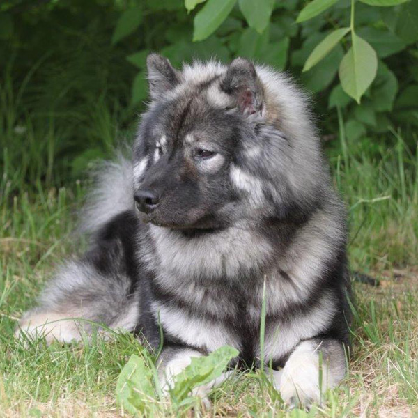 Therapiehund Faolan vom Traventhal | Praxis Beatrice Peschel