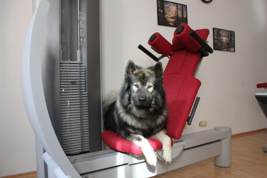 Tiergestützte Therapie mit Therapiehund in Deggendorf | Peschel Physiotherapie