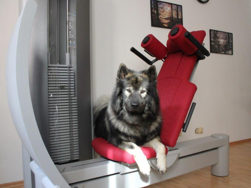 Tiergestützte Therapie mit Therapiehund in Deggendorf | Peschel Physiotherapie