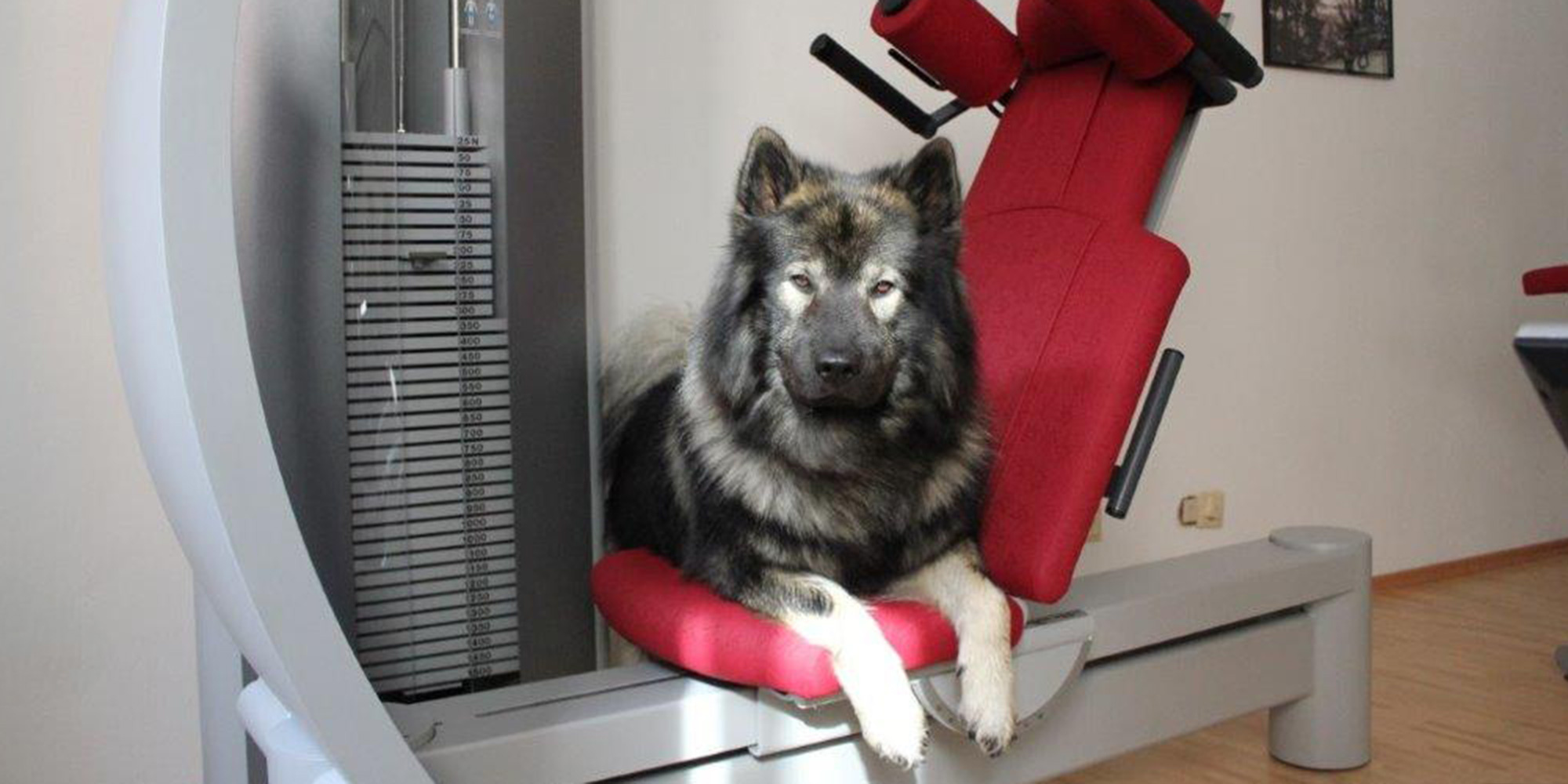 Tiergestützte Therapie mit Therapiehund | Deggendorf